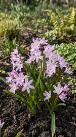 Chionodoxa 'Pink Giant' (Glory of the snow) - Harding & Bloom