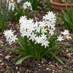 Scilla 'Alba' (Chionodoxa) - Harding & Bloom