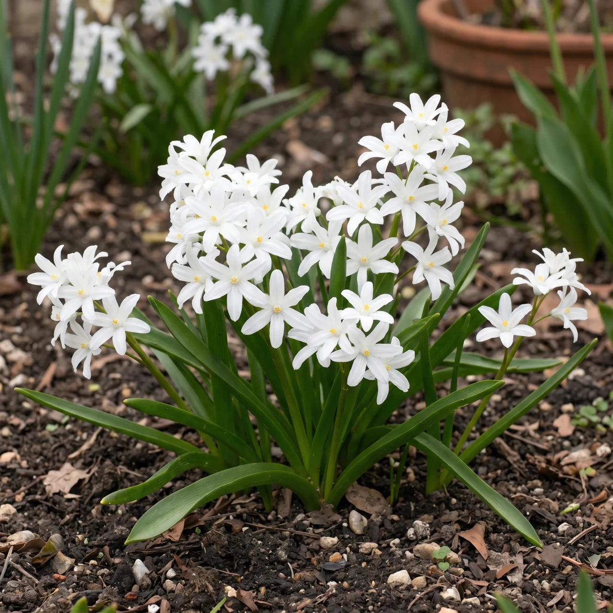 Scilla 'Alba' (Chionodoxa) - Harding & Bloom