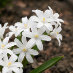 Scilla 'Alba' (Chionodoxa) - Harding & Bloom
