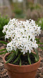 Scilla 'Alba' (Chionodoxa) - Harding & Bloom