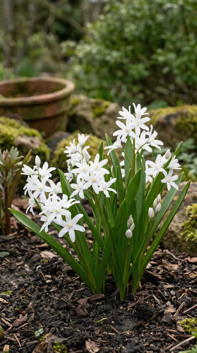 Scilla 'Alba' (Chionodoxa) - Harding & Bloom