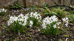 Scilla 'Alba' (Chionodoxa) - Harding & Bloom