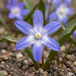 Chionodoxa 'Forbesii' (Forbes' squill) - Harding & Bloom