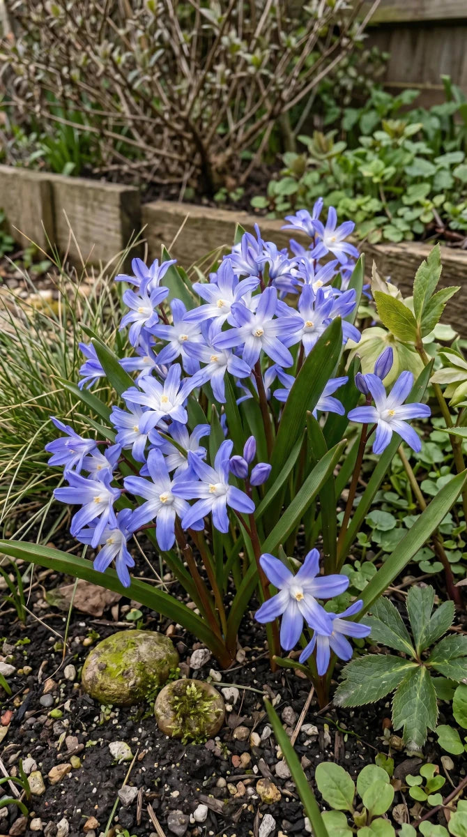 Chionodoxa 'Forbesii' (Forbes' squill) - Harding & Bloom