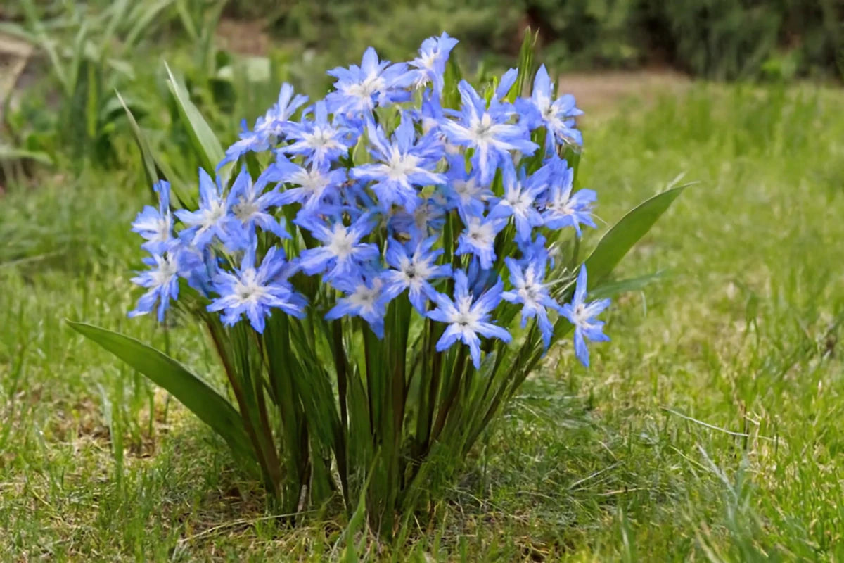 Chionodoxa 'Forbesii' (Forbes' squill) - Harding & Bloom