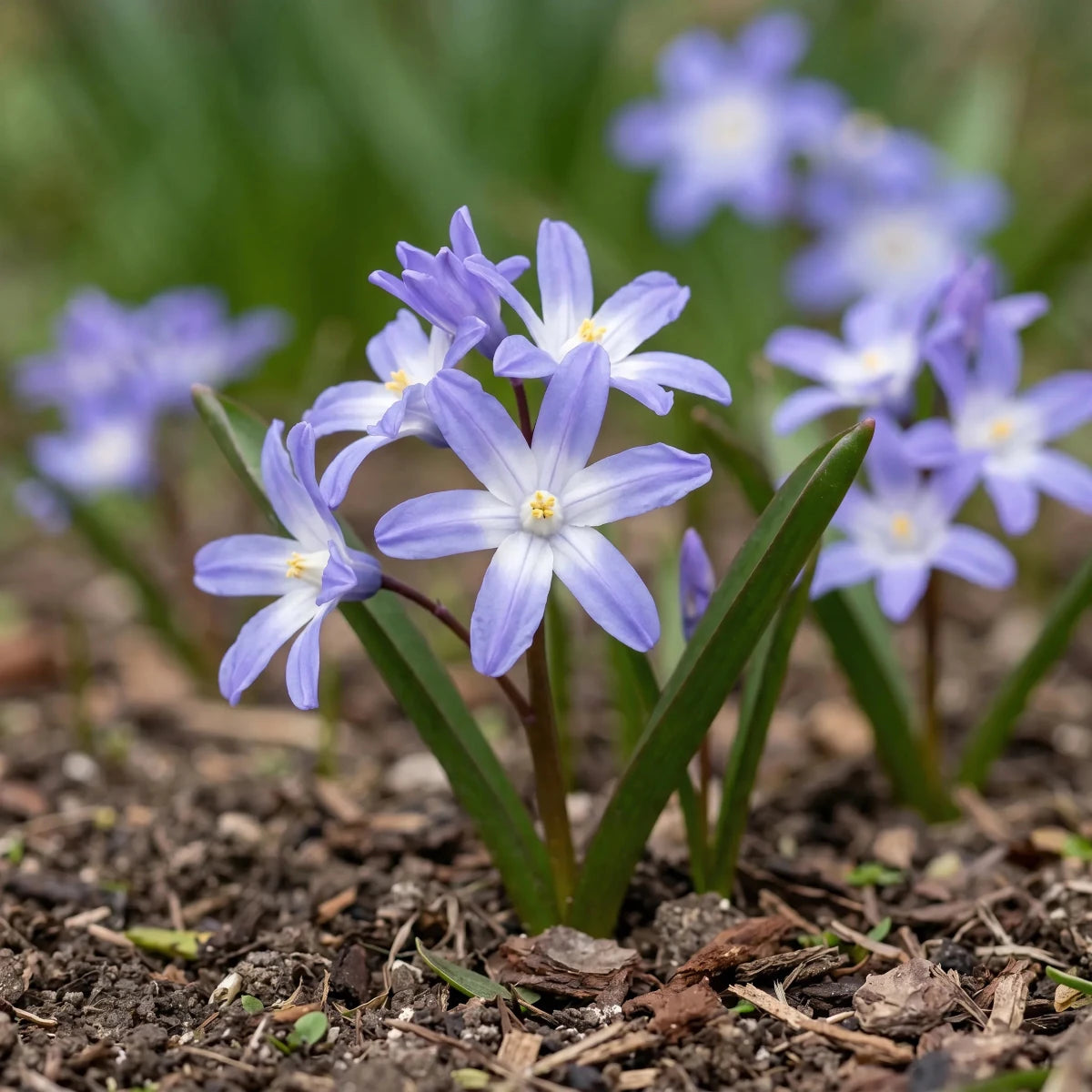 Scilla 'Blue Giant' (Chionodoxa) - Harding & Bloom