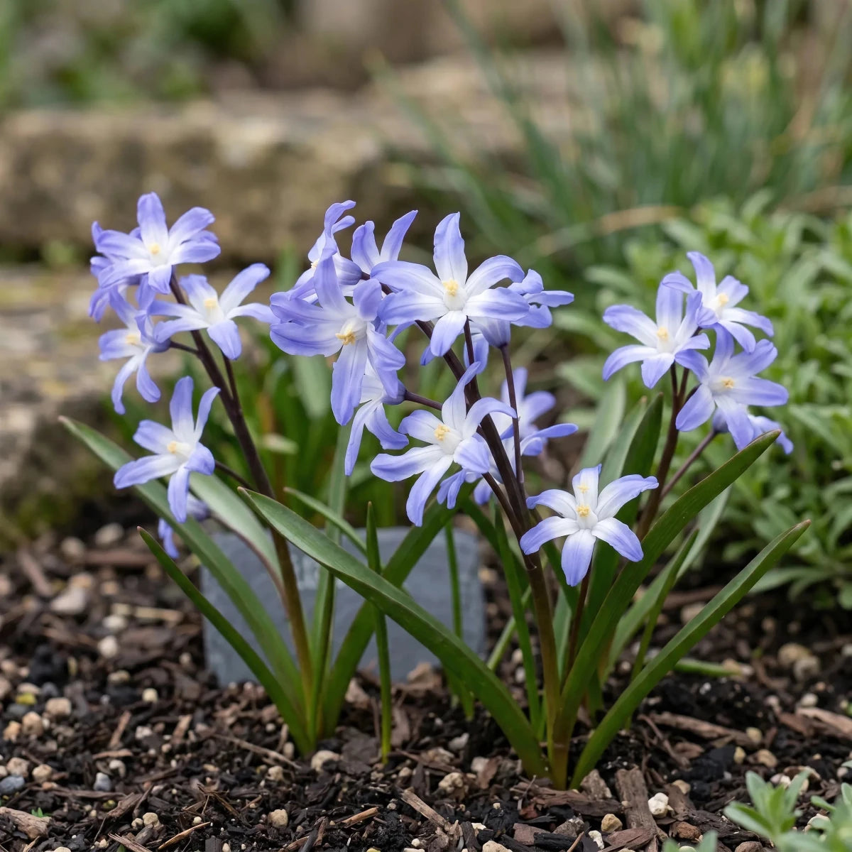Scilla 'Blue Giant' (Chionodoxa) - Harding & Bloom