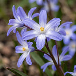 Scilla 'Blue Giant' (Chionodoxa) - Harding & Bloom