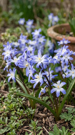 Scilla 'Blue Giant' (Chionodoxa) - Harding & Bloom