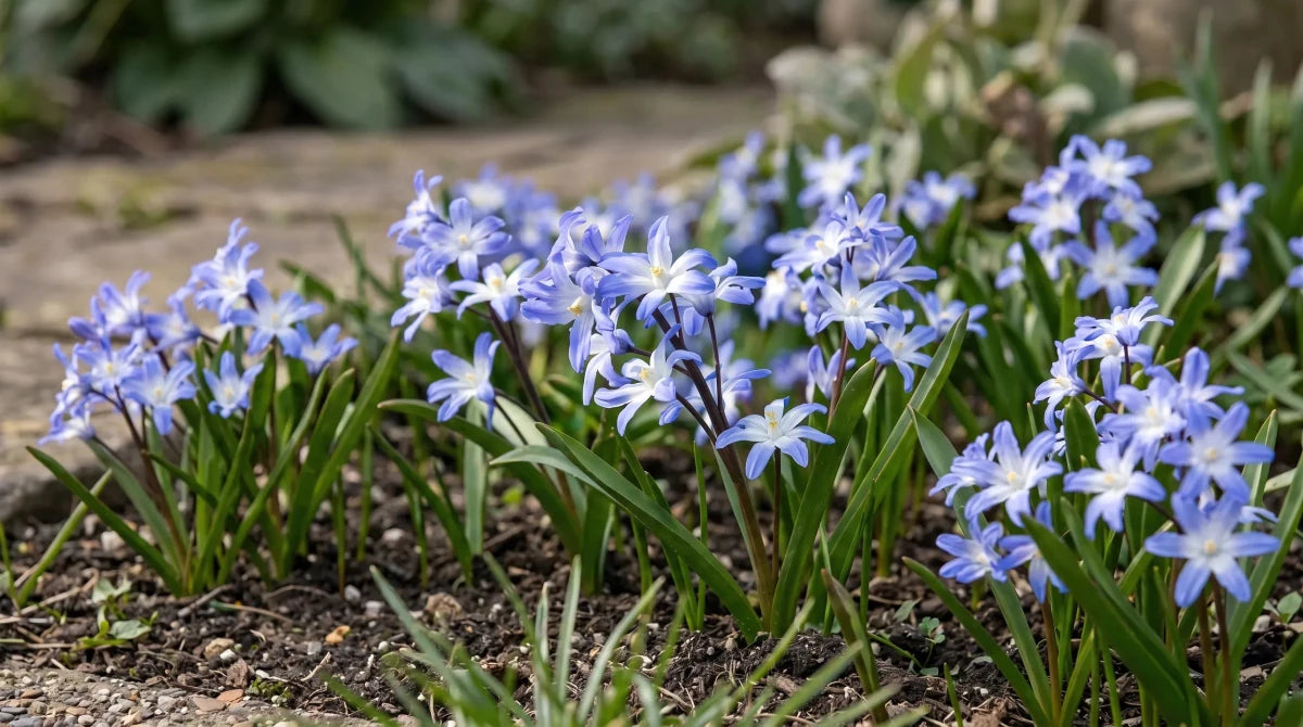 Scilla 'Blue Giant' (Chionodoxa) - Harding & Bloom