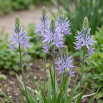 Camassia 'Zwanenburg' - Harding & Bloom