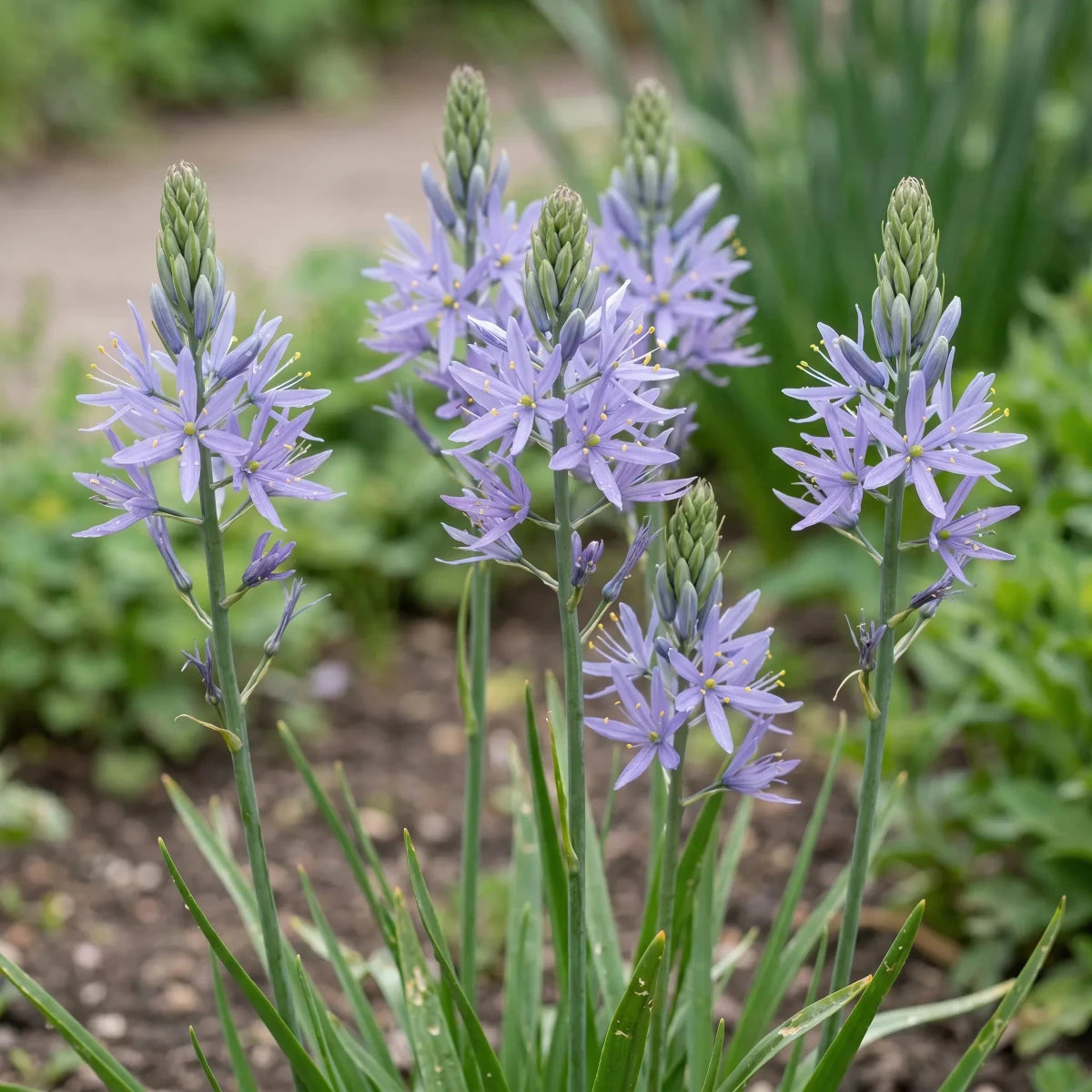 Camassia 'Zwanenburg' - Harding & Bloom