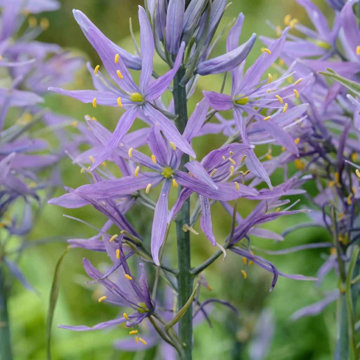 Camassia 'Zwanenburg' - Harding & Bloom