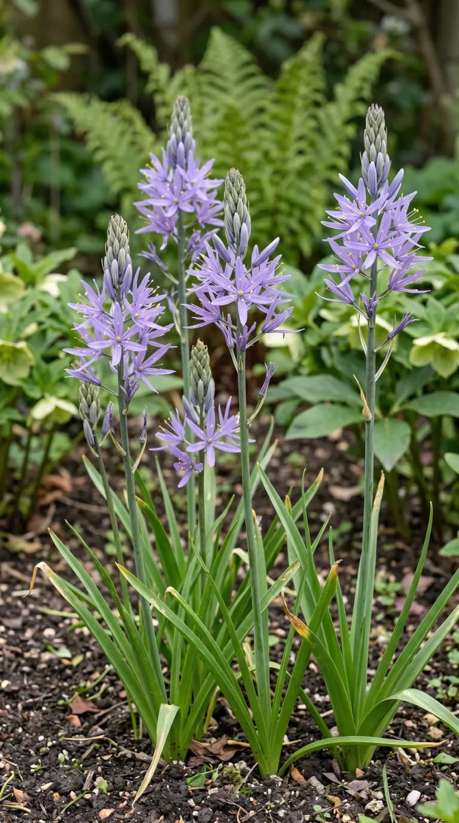 Camassia 'Zwanenburg' - Harding & Bloom