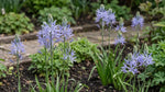 Camassia 'Zwanenburg' - Harding & Bloom