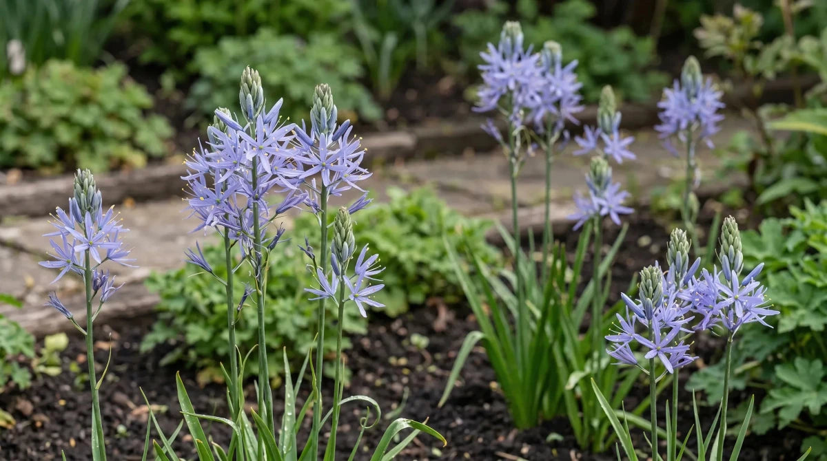 Camassia 'Zwanenburg' - Harding & Bloom