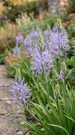 Camassia 'Zwanenburg' - Harding & Bloom