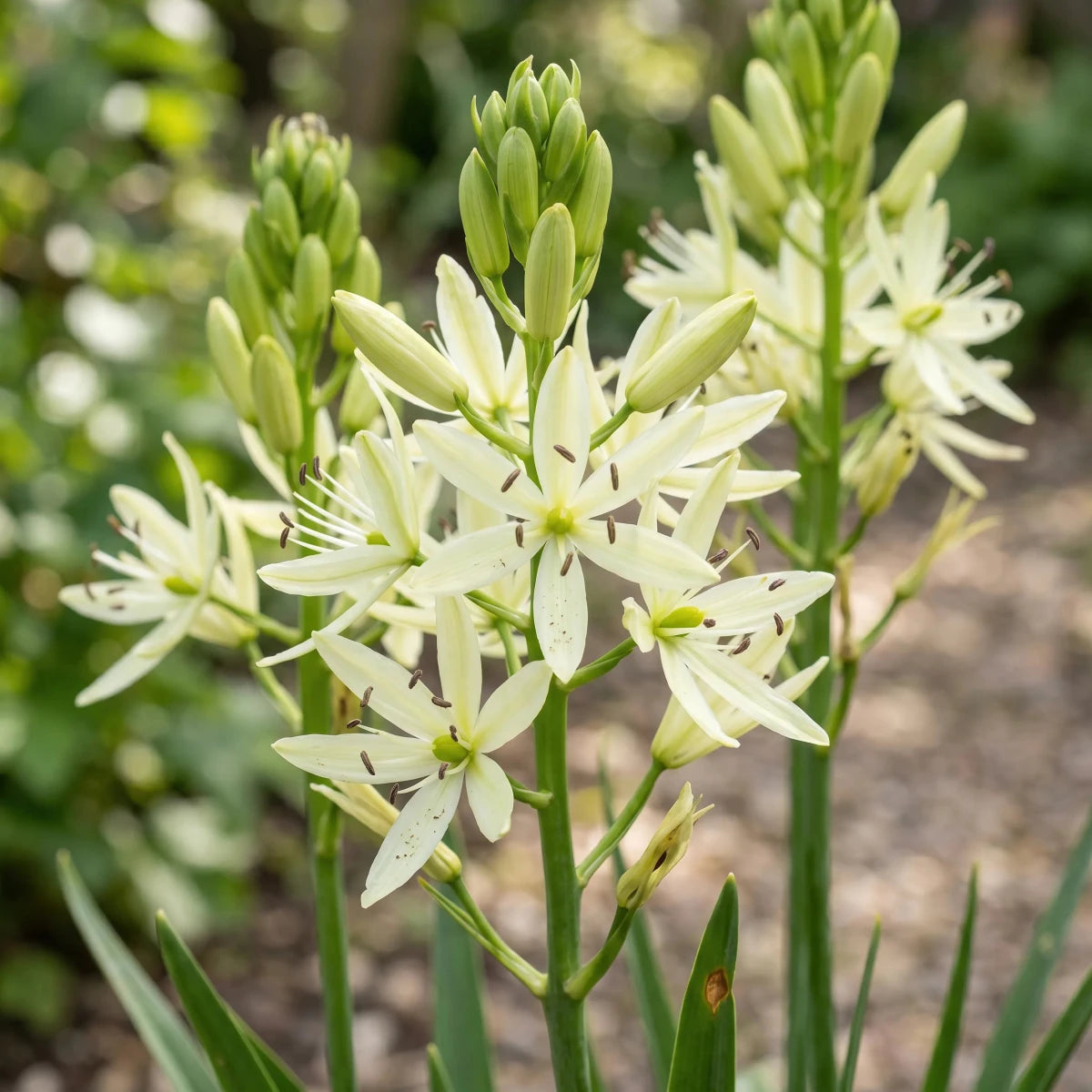 Camassia 'Silk River' (camas 'Silk River) - Harding & Bloom