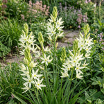 Camassia 'Silk River' (camas 'Silk River) - Harding & Bloom
