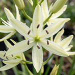Camassia 'Silk River' (camas 'Silk River) - Harding & Bloom