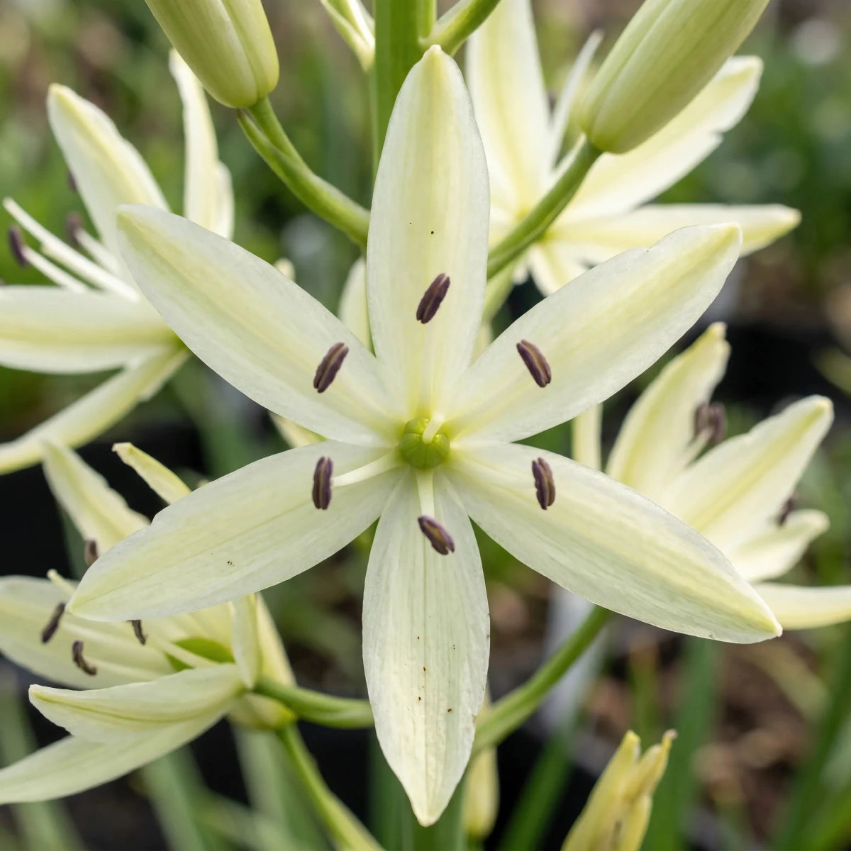Camassia 'Silk River' (camas 'Silk River) - Harding & Bloom