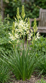 Camassia 'Silk River' (camas 'Silk River) - Harding & Bloom