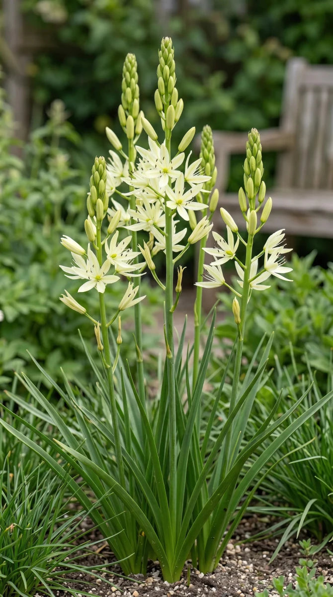 Camassia 'Silk River' (camas 'Silk River) - Harding & Bloom