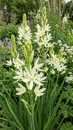 Camassia 'Silk River' (camas 'Silk River) - Harding & Bloom