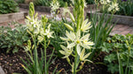 Camassia 'Silk River' (camas 'Silk River) - Harding & Bloom