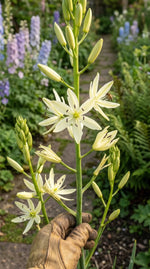 Camassia 'Silk River' (camas 'Silk River) - Harding & Bloom