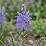 Camassia 'Maybelle' - Harding & Bloom