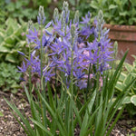 Camassia 'Maybelle' - Harding & Bloom