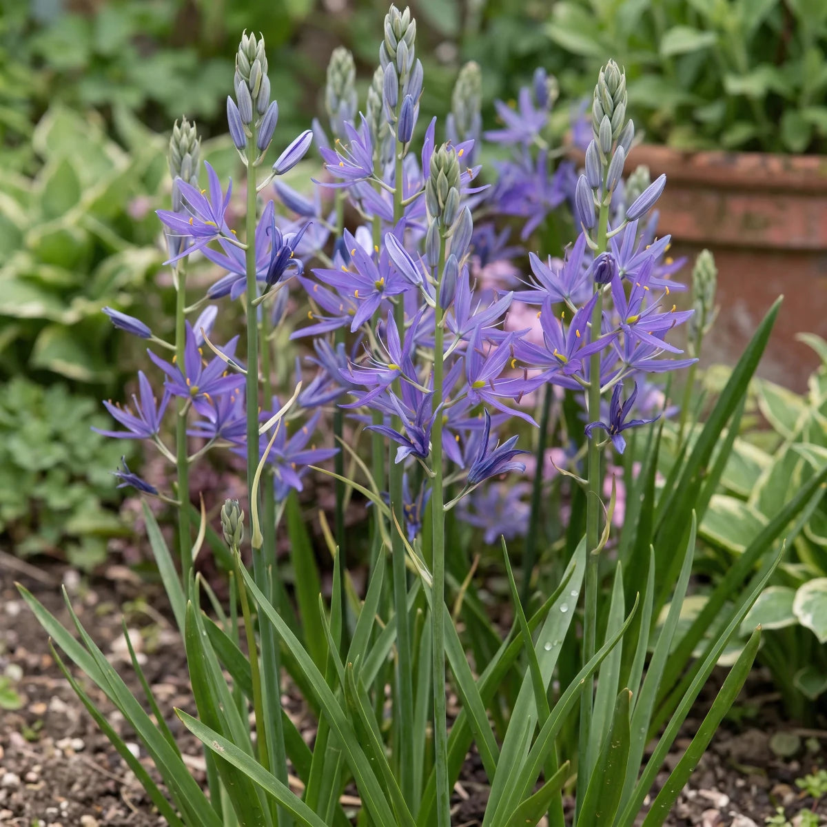 Camassia 'Maybelle' - Harding & Bloom