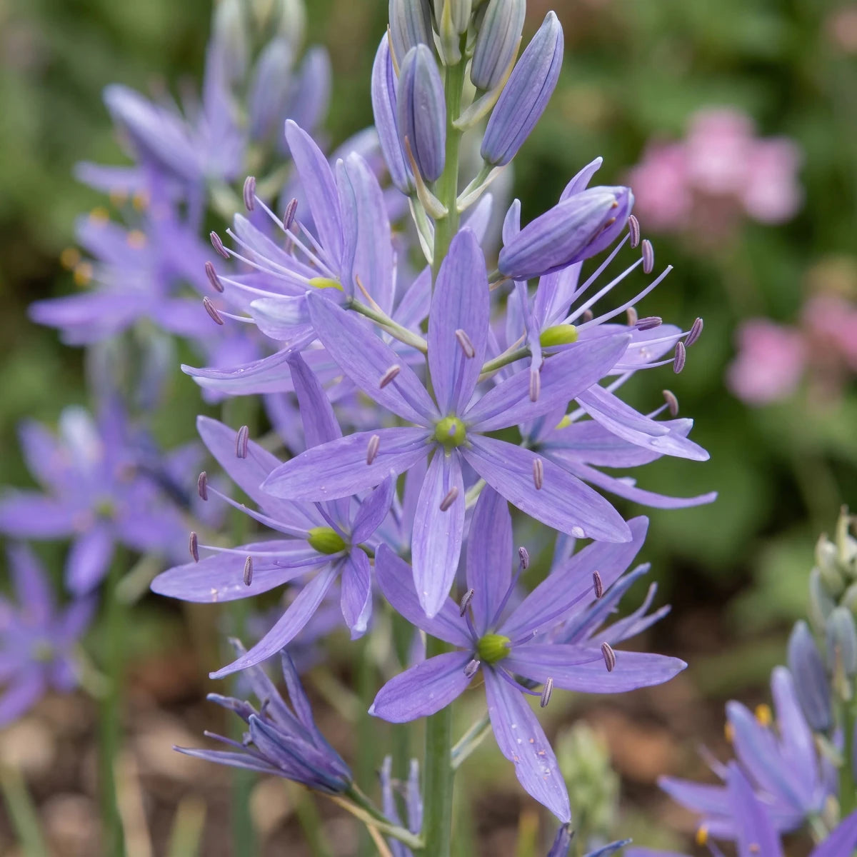Camassia 'Maybelle' - Harding & Bloom