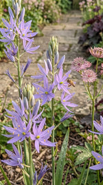 Camassia 'Maybelle' - Harding & Bloom