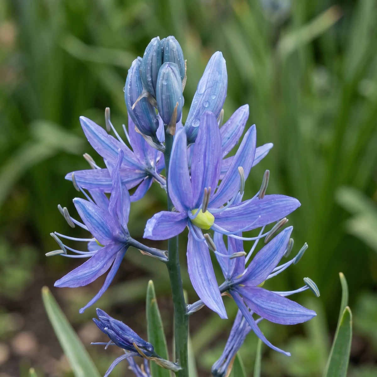 Camassia 'Orion' (Quamash) - Harding & Bloom