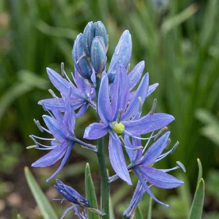 Camassia 'Orion' (Quamash) - Harding & Bloom