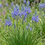 Camassia 'Orion' (Quamash) - Harding & Bloom