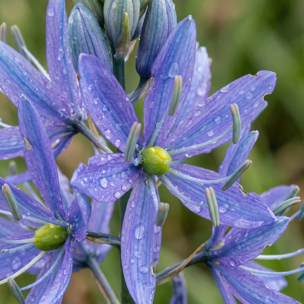 Camassia 'Orion' (Quamash) - Harding & Bloom