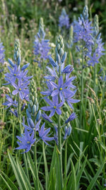 Camassia 'Orion' (Quamash) - Harding & Bloom