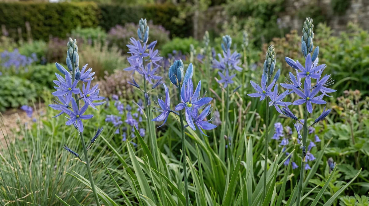 Camassia 'Orion' (Quamash) - Harding & Bloom