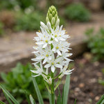 Camassia 'Alba Plena' - Harding & Bloom