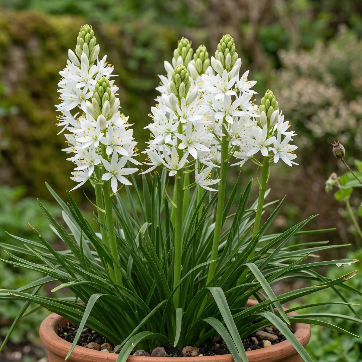 Camassia 'Alba Plena' - Harding & Bloom