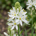 Camassia 'Alba Plena' - Harding & Bloom