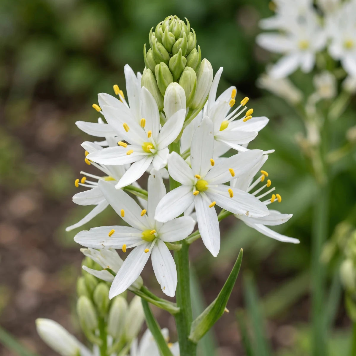 Camassia 'Alba Plena' - Harding & Bloom