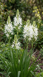 Camassia 'Alba Plena' - Harding & Bloom
