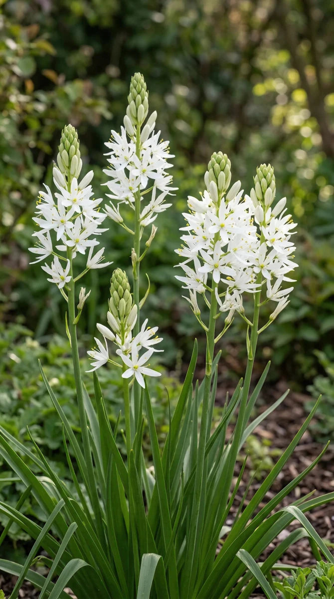 Camassia 'Alba Plena' - Harding & Bloom