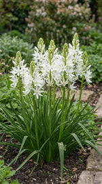 Camassia 'Alba Plena' - Harding & Bloom