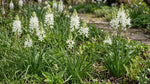 Camassia 'Alba Plena' - Harding & Bloom